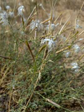 Dianthus squarrosus Bieb.的圖片