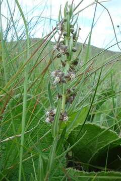 Image de Aspidoglossum ovalifolium (Schltr.) F. K. Kupicha