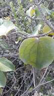 Image of Smilax tomentosa Kunth