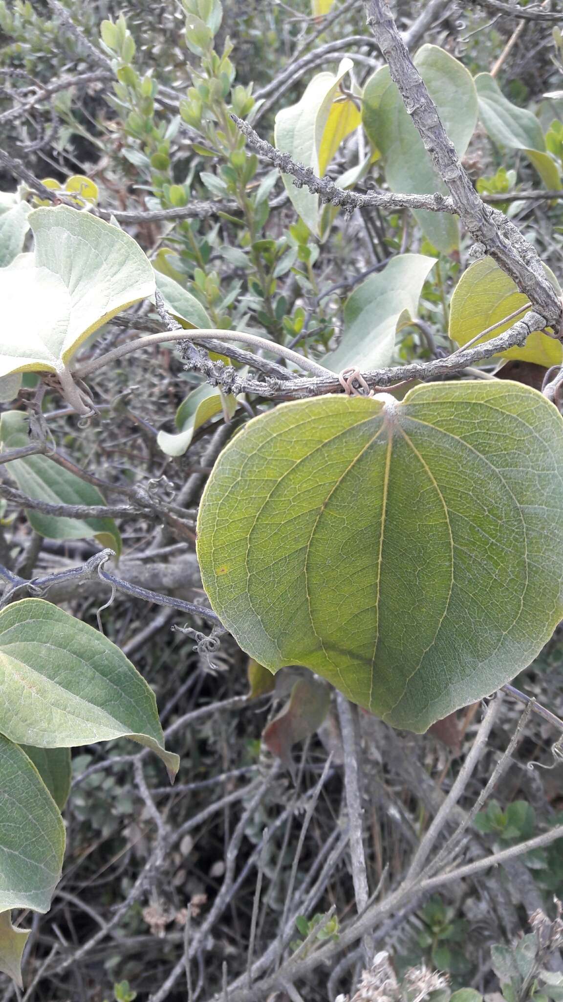 Smilax tomentosa Kunth resmi