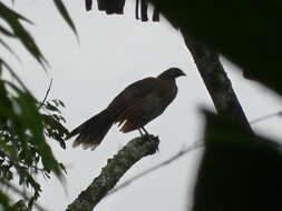 Image of Gray-headed Chachalaca