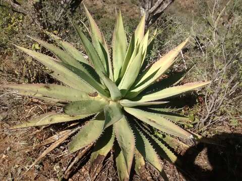 Sivun Agave ghiesbreghtii Verschaff. kuva