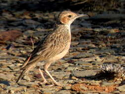 Imagem de Chersomanes albofasciata garrula (Smith & A 1846)