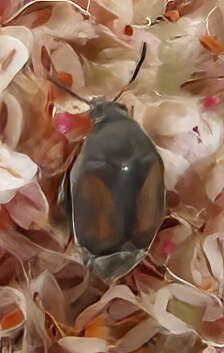 Image of Leaf beetle