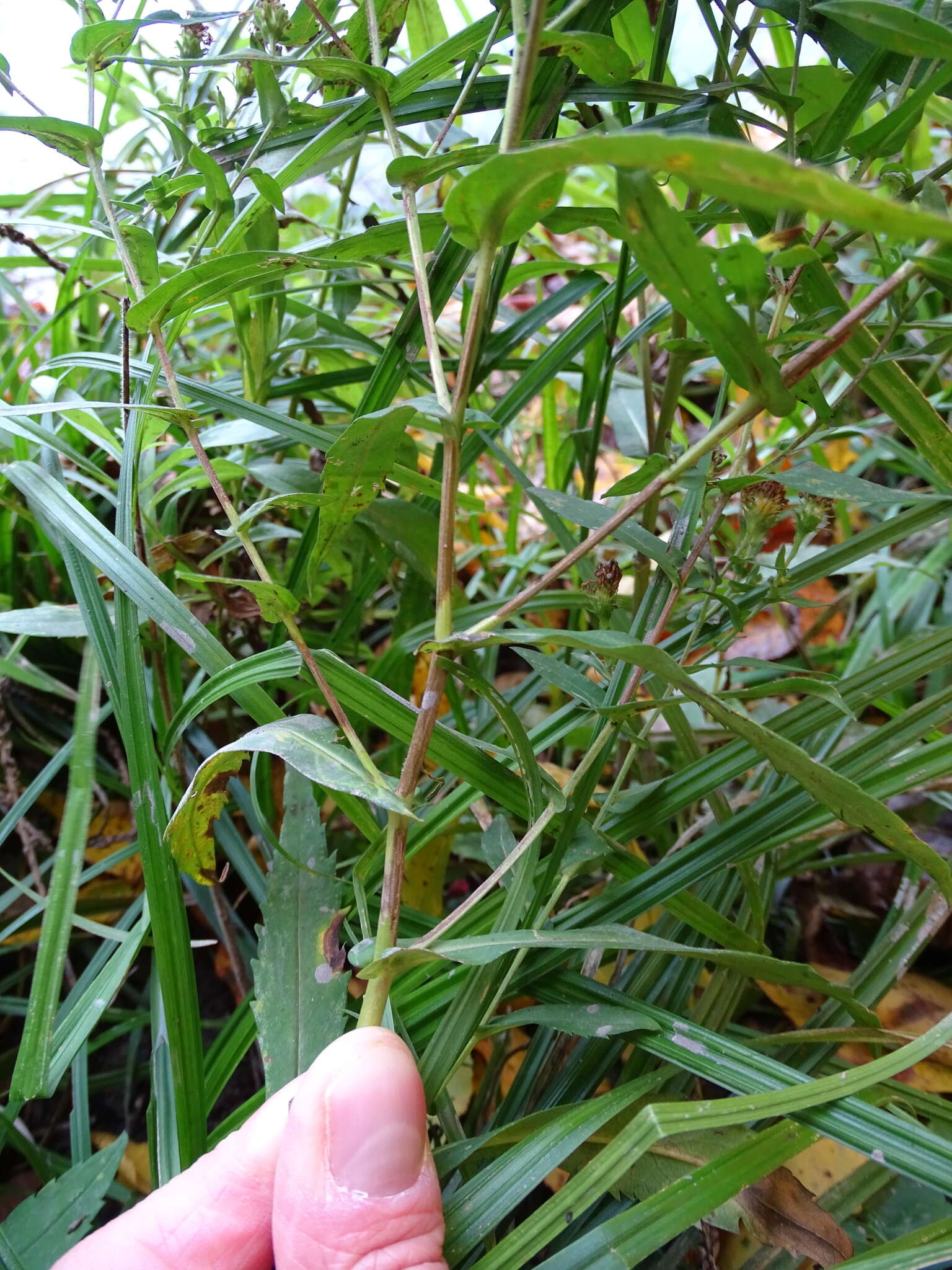 Слика од Symphyotrichum prenanthoides (Muhl. ex Willd.) G. L. Nesom