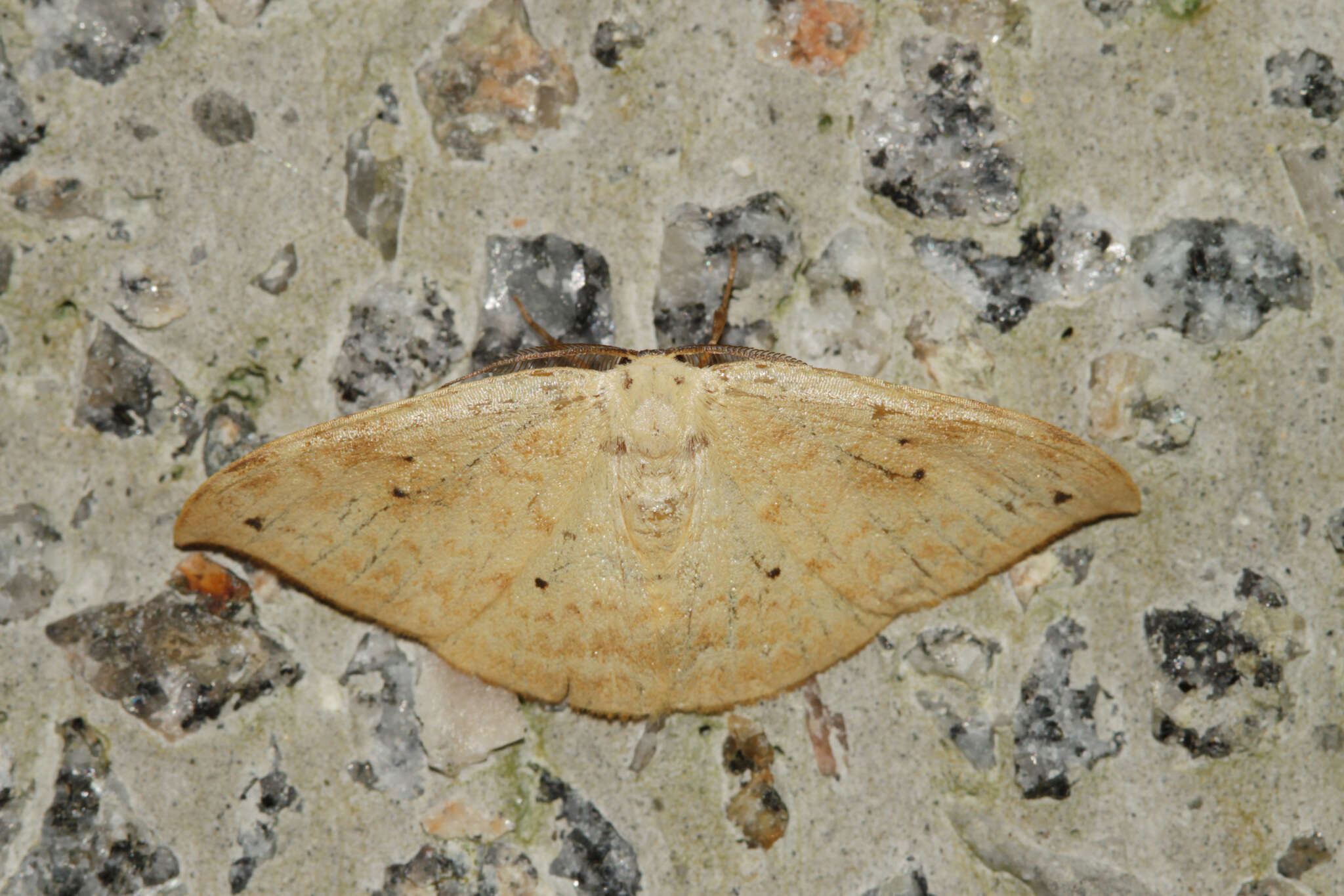 Image of Strepsigonia diluta Warren 1897