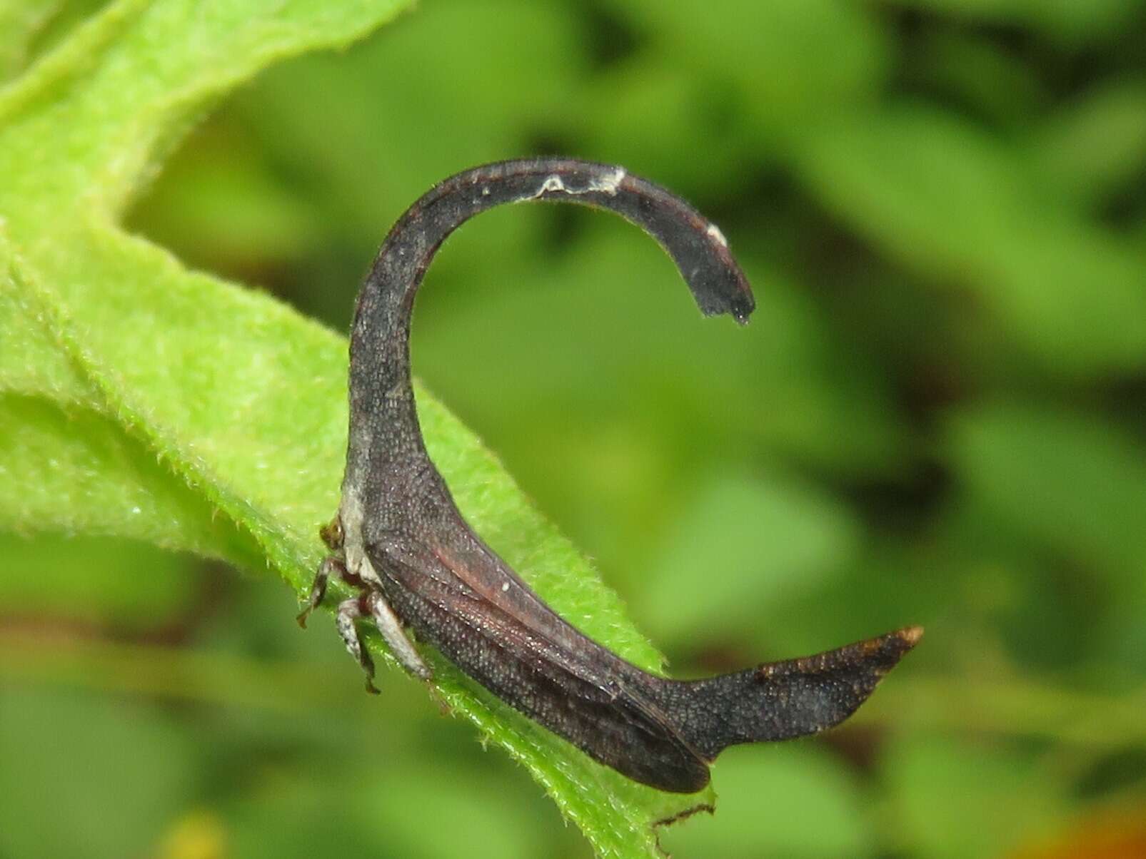 Imagem de Cladonota (Falculifera) apicalis Stål