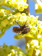 صورة Melipona quadrifasciata anthidioides Lepeletier 1836