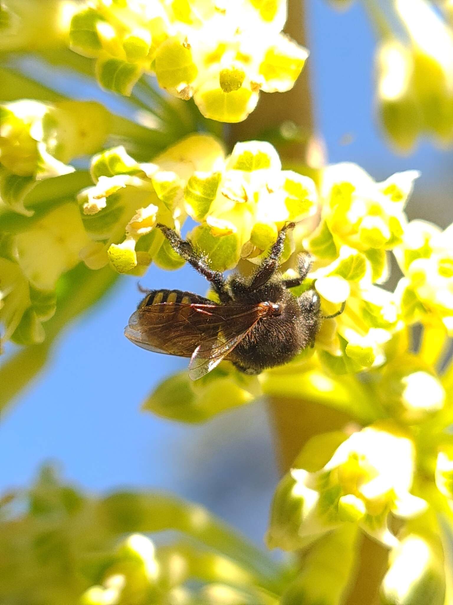 صورة Melipona quadrifasciata anthidioides Lepeletier 1836