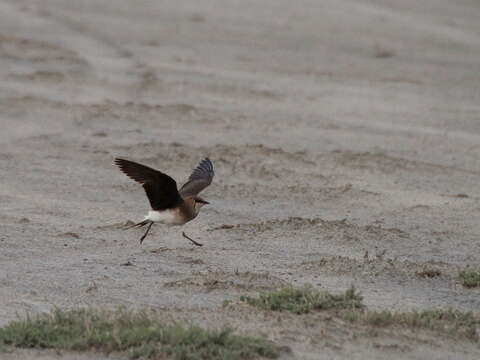 Image of Black-winged Pratincole