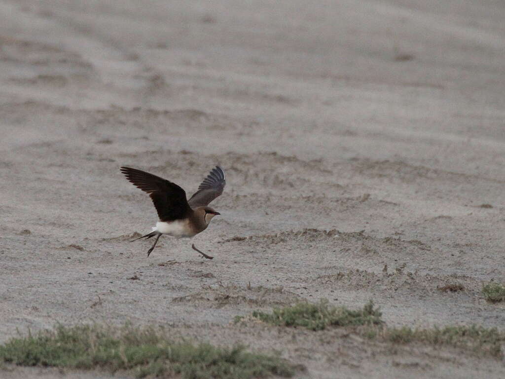 Image of Black-winged Pratincole