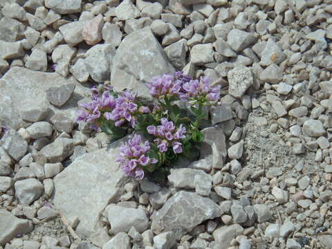 Imagem de Noccaea rotundifolia (L.) Moench