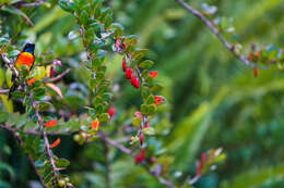 Image of Bar-throated Minla