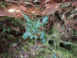 Image of holly osmanthus