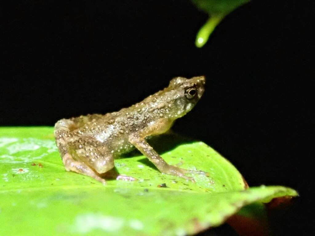 Image of Kadamaian Stream Toad