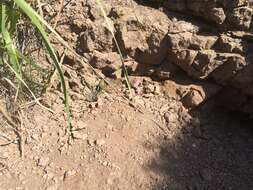 Image of Northern Pacific Rattlesnake