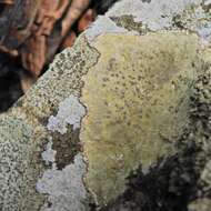 Image of porpidia lichen