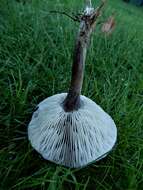 Image of Melanoleuca fusca (Cleland) Grgur. 1985