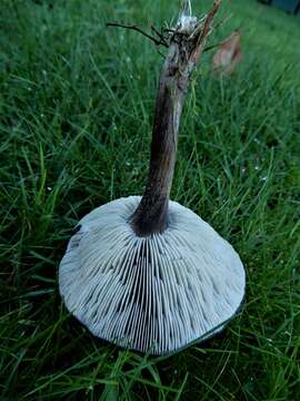 Image of Melanoleuca fusca (Cleland) Grgur. 1985