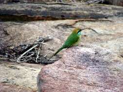 Image of Merops orientalis ceylonicus Whistler 1944