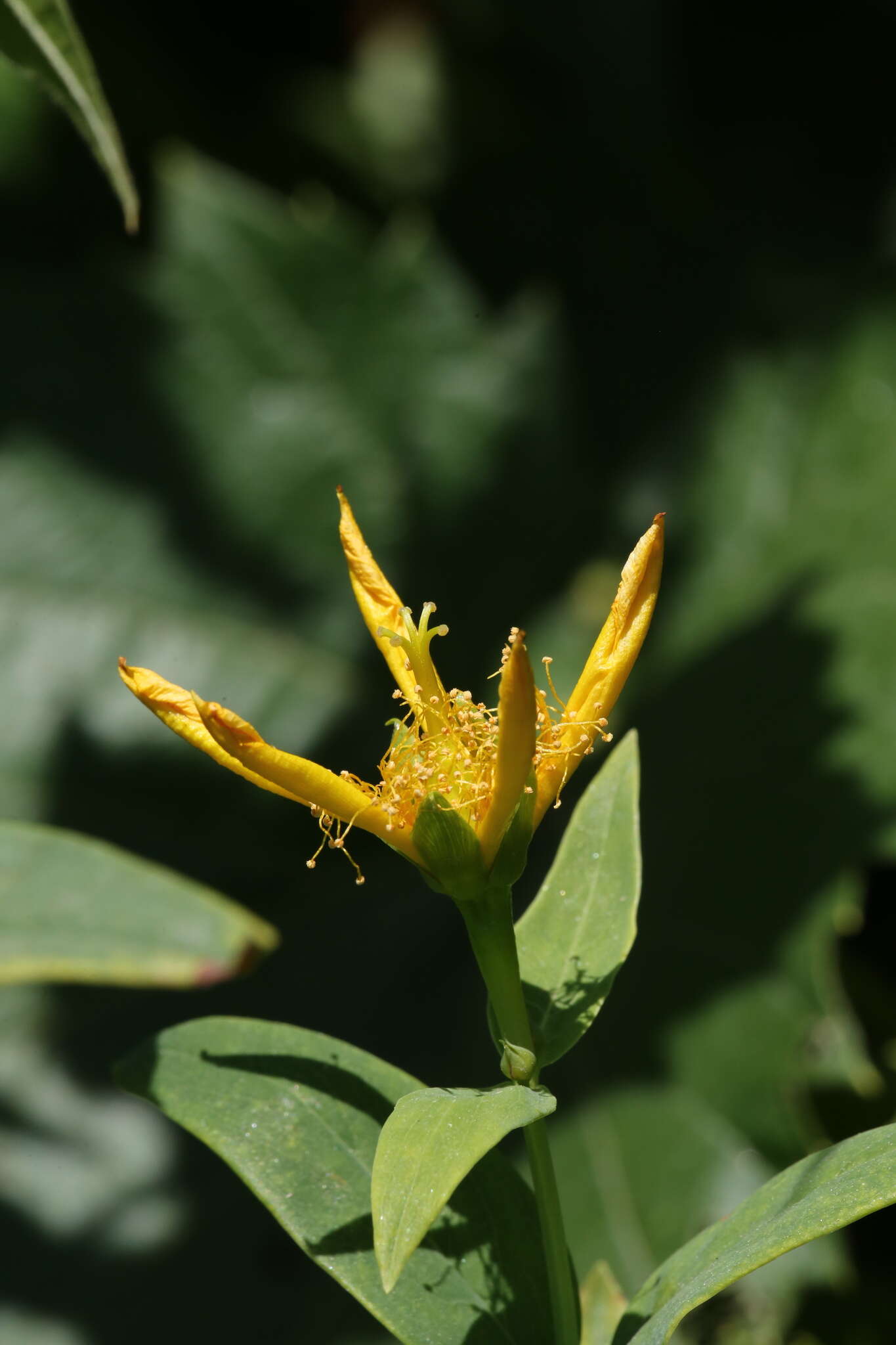 Image of great St. Johnswort