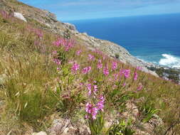 Image of Watsonia borbonica subsp. borbonica