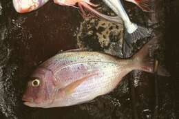 Image of Bluepointed porgy