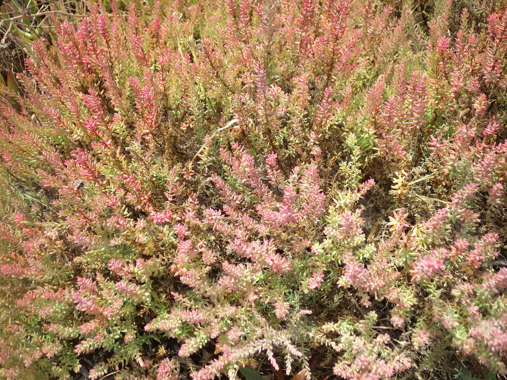 Image of alkali seepweed