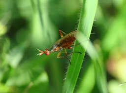 Image of Dichetophora obliterata (Fabricius 1805)