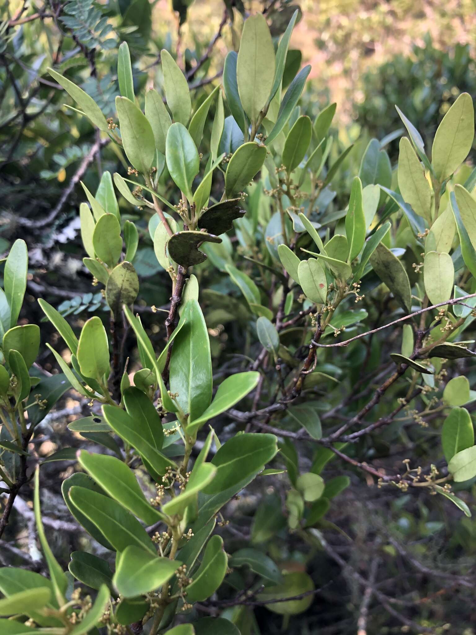 Image of Pterocelastrus echinatus N. E. Brown