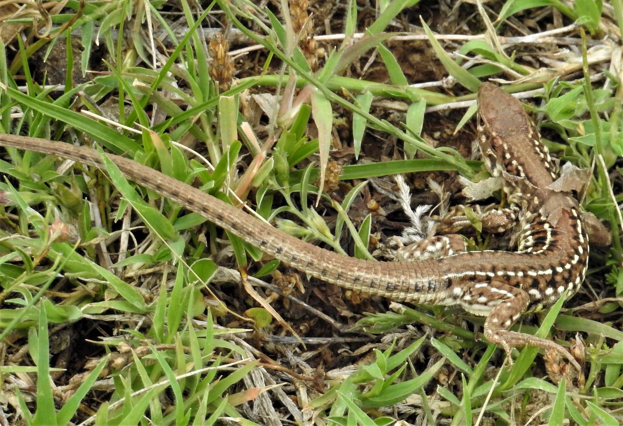 Image of Contomastix lacertoides (Duméril & Bibron 1839)