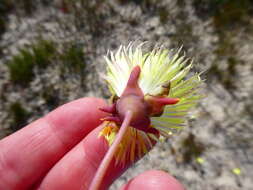 Image of Apatesia pillansii N. E. Br.