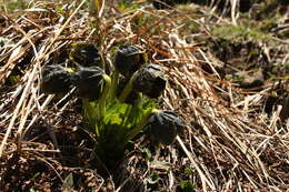 Image of Mandragora caulescens C. B. Cl.