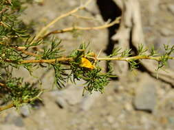Image of Adesmia pinifolia Hook. & Arn.