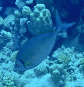 Image of Forktail rabbitfish