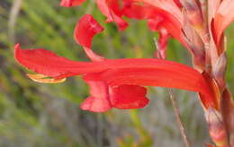 Image of Tritoniopsis triticea (Burm. fil.) Goldblatt