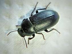 Image of Darkling beetle