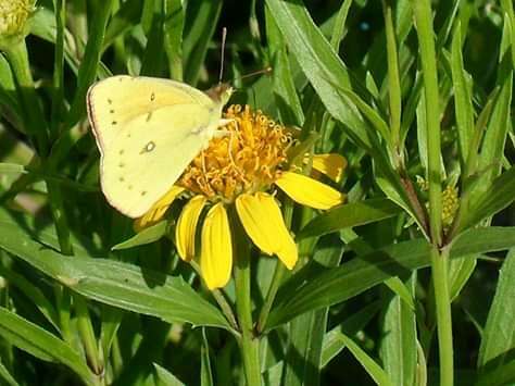 Image of <i>Colias <i>lesbia</i></i> lesbia