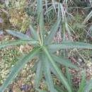 Image of Dendrophorbium longilinguae (Cuatrec.) C. Jeffrey