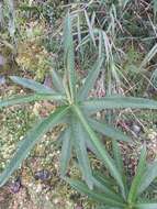 Image of Dendrophorbium longilinguae (Cuatrec.) C. Jeffrey