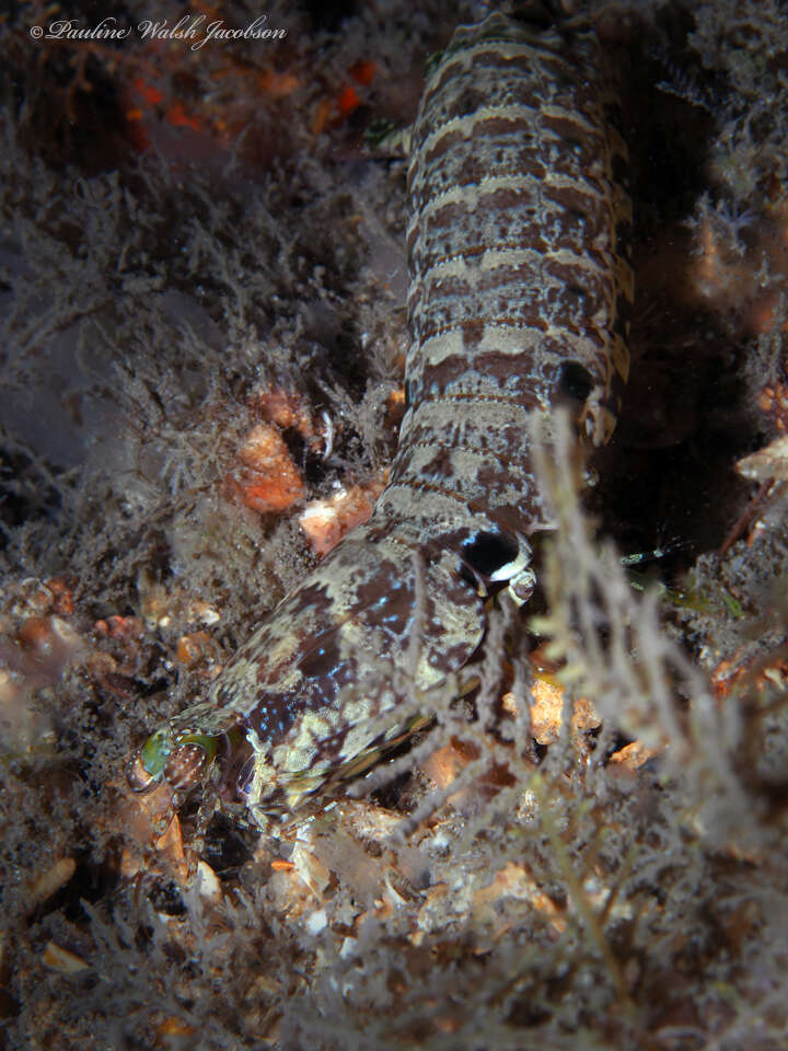 Image of pseudosquillid mantis shrimps