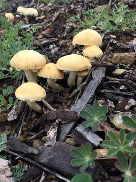 Image de Leratiomyces percevalii (Berk. & Broome) Bridge & Spooner 2008