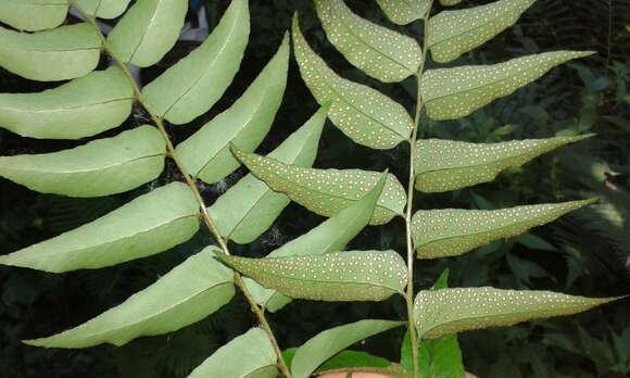 Image of Asian netvein hollyfern