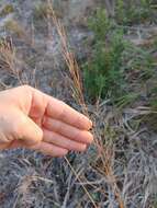 Image of Florida Dropseed