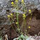 Image of Mogollon Mountain draba