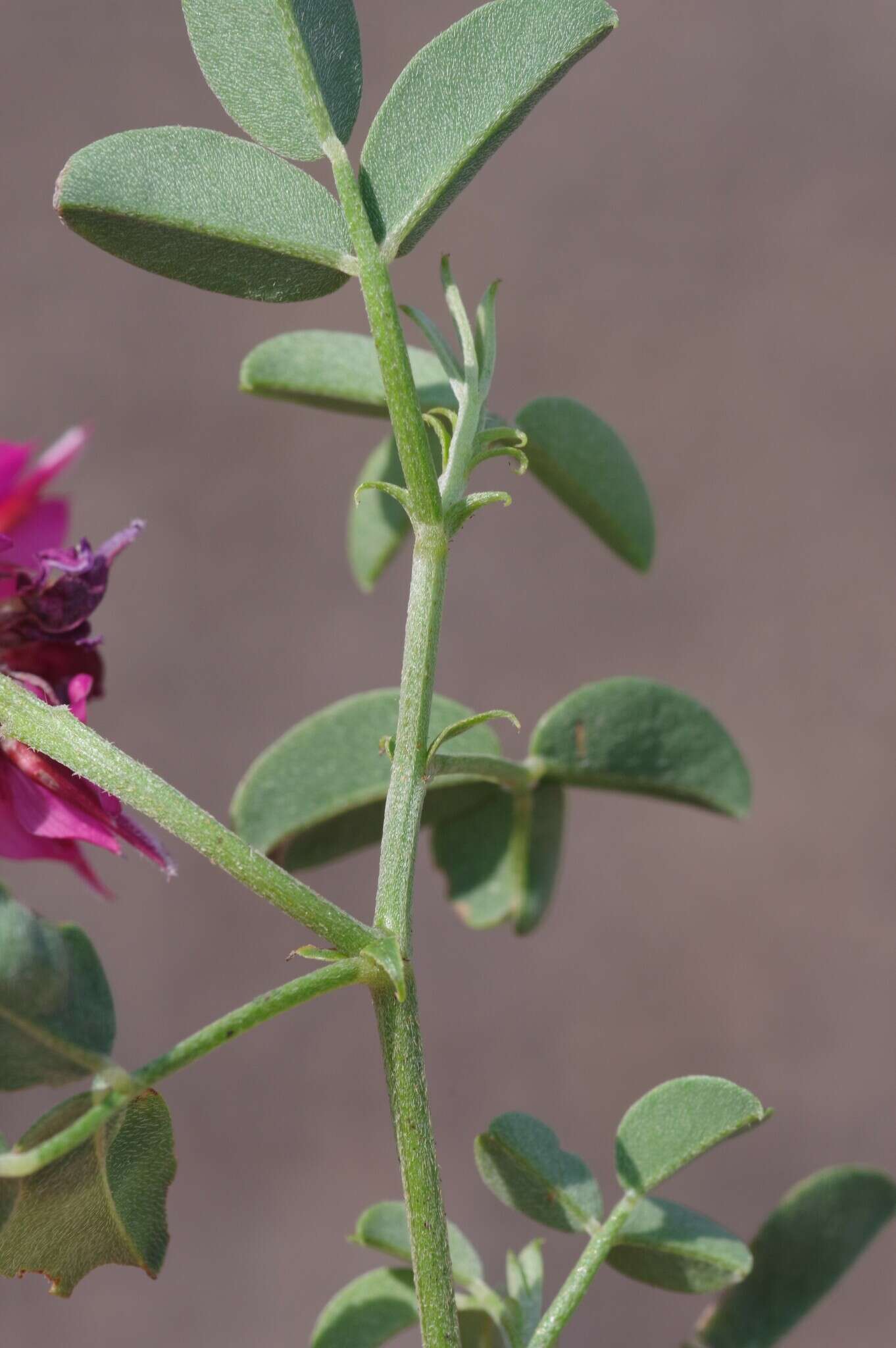 Image de Indigofera amoena Aiton