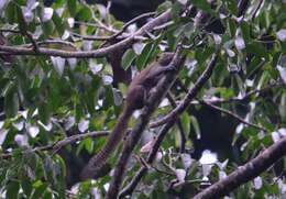 Image of Gray-bellied Squirrel