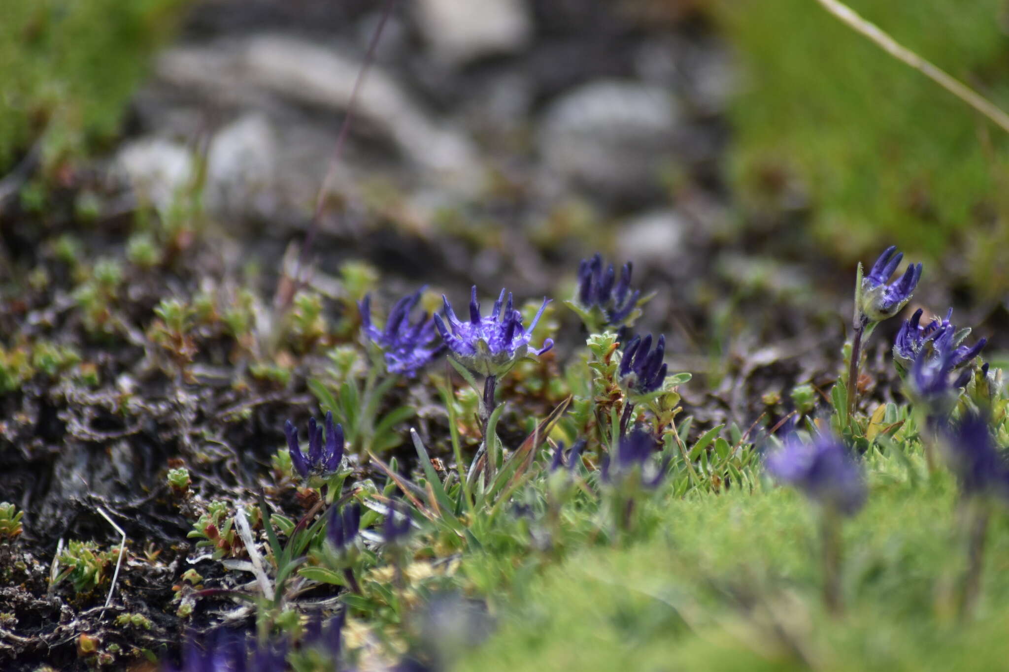 Sivun Phyteuma globulariifolium Sternb. & Hoppe kuva