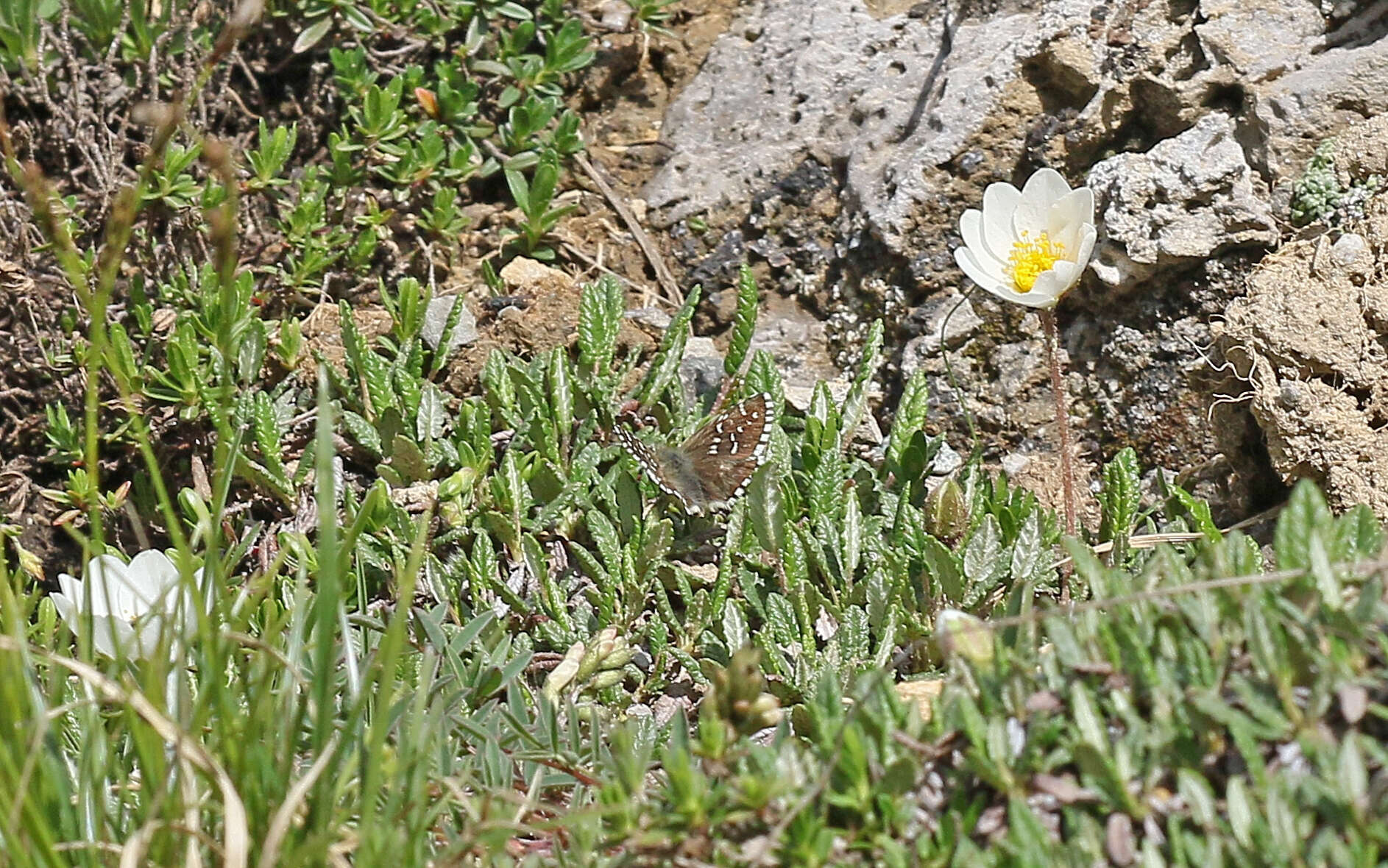 Image of Alpine Grizzled Skipper