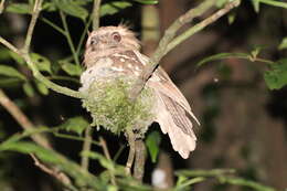 Image of Philippine Frogmouth